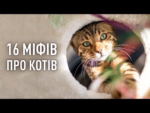 Видео: Топ-міфів про котів. Що правда, а що вигадка? Думка експерта