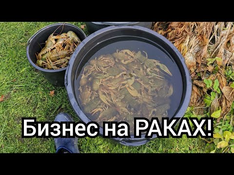 Видео: БИЗНЕС на РАКАХ! Разведение, выращивание, передержка раков. Садовый пруд на участке даче для раков.