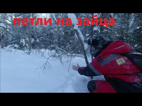 Видео: Ставлю петли на зайца , на рабочих тропах.