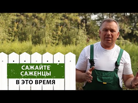 Видео: Выбираем ЛУЧШЕЕ ВРЕМЯ для посадки саженцев