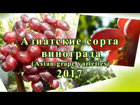 Видео: Азиатские сорта винограда. Часть 1. Сезон 2017 (Asian grape varieties. Part 1. Season 2017)