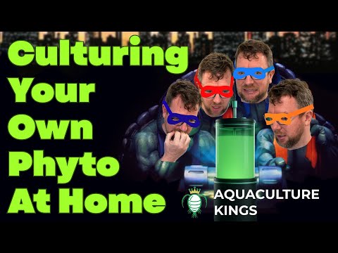 Видео: Фитореактор Aquaculture Kings Culturi-S