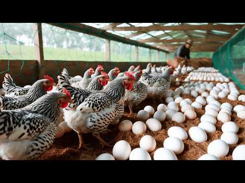 Видео: Птицеводство – Как выращивать кур-несушек – Сбор яиц