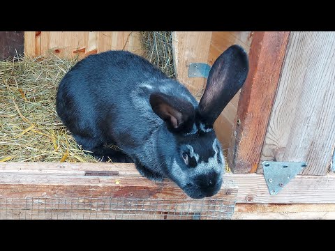 Видео: 🐰КРОЛИКИ🐰ДОМ В ДЕРЕВНЕ⛪ГЕРМАНИЯ