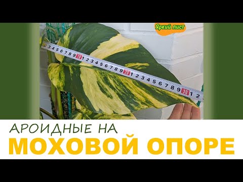 Видео: МОХОВАЯ ОПОРА (ТОТЕМ) для сциндапсуса, эпипремнума и филодендрона: результаты через три месяца