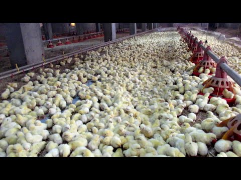 Видео: ВЫРАЩИВАНИЕ БРОЙЛЕРОВ. ЧТО МЫ ЕДИМ? Все от А до Я. / СОMO SE CRIAN LOS POLLOS DE ENGORDE