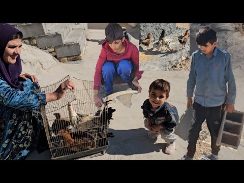 Видео: Сюрприз для оператора! Парса в восторге от цыплят и весь день, полный смеха.
