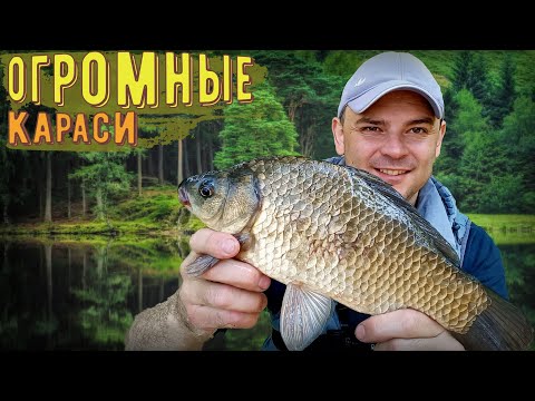 Видео: Ловля Огромных карасей на Днепре!