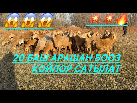 Видео: 20 баш бооз тандалма гиган арашан койлор сатылат🔥🔥💥😱💣