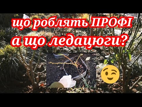Видео: Осіння обробка, підгодівля,  пересадка троянд 🤭в січні🙂