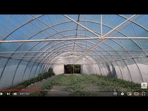 Видео: Обзор теплицы. Затеняющая сетка. Овощи и бахча.