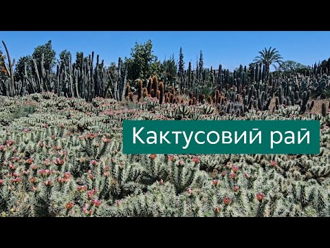 Видео: Cactus Thiemann🌵Найбільший кактусовий парк Африки