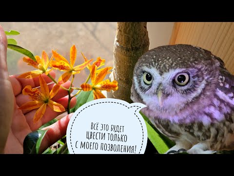 Видео: Обзор будущих цветений орхидей. Совы начинаются с 7:22 🙃 Там вредный Лучик и милый Чучундрий 