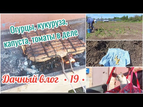 Видео: ГОТОВЛЮ ОБЕД НА ДАЧЕ 🏡 ПОСАДИЛА ОГУРЦЫ, КУКУРУЗУ, КАПУСТУ И ТОМАТЫ // ЗАПУСТИЛА НАСОС