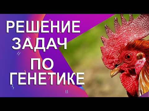 Видео: Решение задачи по генетике на наследование рыжей окраски оперения у кур | Доминантный эпистаз