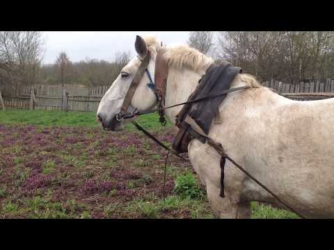 Видео: Вспашка огорода лошадью/ Конь по кличке Орлик