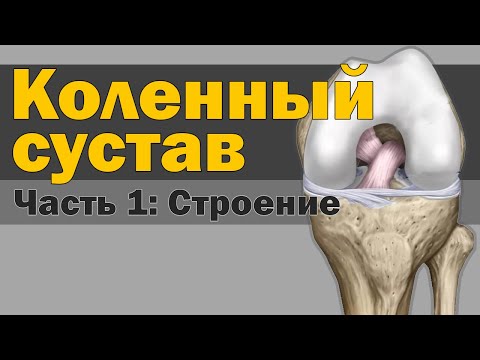 Видео: Коленный сустав - Строение [S05E12]