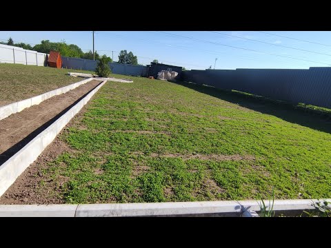 Видео: Газон из клевера. Месяц после посева