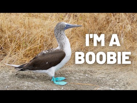 Видео: Исла-де-ла-Плата так же хорош, как Галапагосы? // ВЛОГ ПУТЕШЕСТВИЯ ПО ЭКВАДОРУ