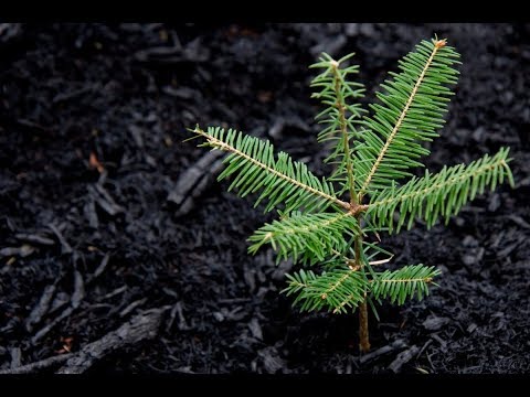 Видео: Выращивание пихты, Часть 1