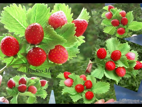 Видео: Клубничка из зефирного фоамирана Strawberry made of marshmallow foamiran