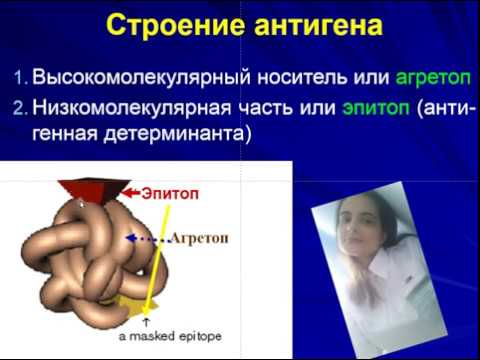 Видео: Антигены. Клетки. Антитела