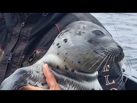 Видео: Нападение косаток в Баренцевом море!!!
