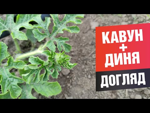 Видео: Догляд за баштаном. Як доглядати дині та кавуни.