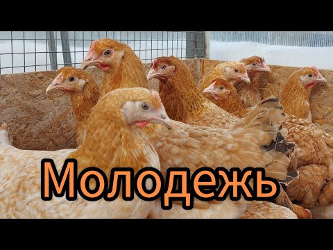 Видео: Знакомьтесь -  Царскосельские.  Новое родительское стадо.