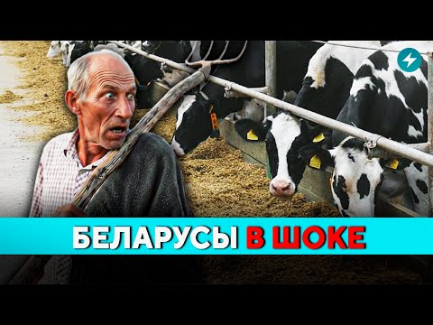 Видео: Скандал на ферме! Такого вы ещё не видели. Беларусы в шоке и просят власти разобраться // Новости
