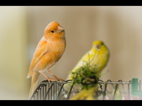 Видео: Канарейки. Понос и его виды, решение проблем