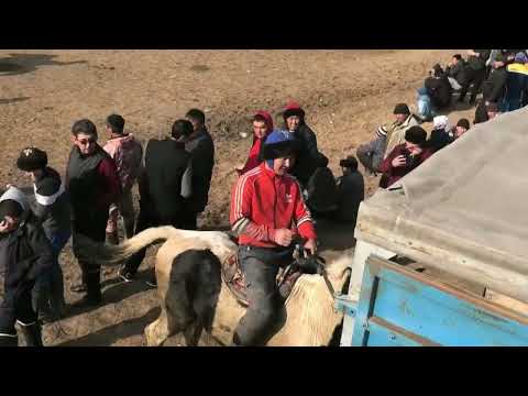 Видео: Шілдерхановтар әулеті 71 жас ұлдарымыз Санжар Мирас Жасұлан Мансұр елден бата алу көкпары 02 03 2022