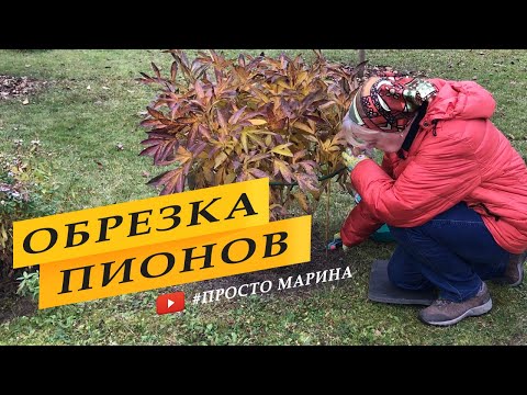 Видео: Обрезка пионов на зиму, мульчирование, уход.