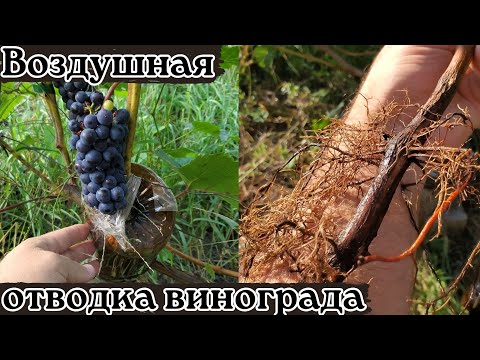 Видео: Результат воздушной отводки винограда. Отличный способ размножения винограда.