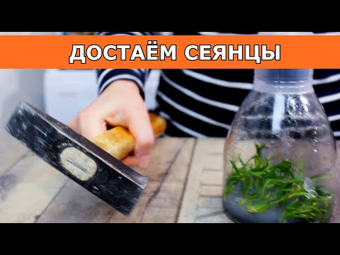 Видео: Бьём  фласку в непринужденной обстановке. Сеянцы Angraecum didieri,