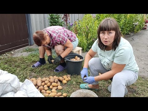 Видео: КУПИЛИ НАЙСМАЧНіШУ КАРТОПЛЮ В СВіТі АРіЗОНА !!!