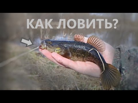 Видео: КАК ЛОВИТЬ РОТАНА ВЕСНОЙ? рыбалка весна 2024