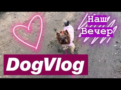 Видео: DogVlog: Наш вечер, долгая прогулка