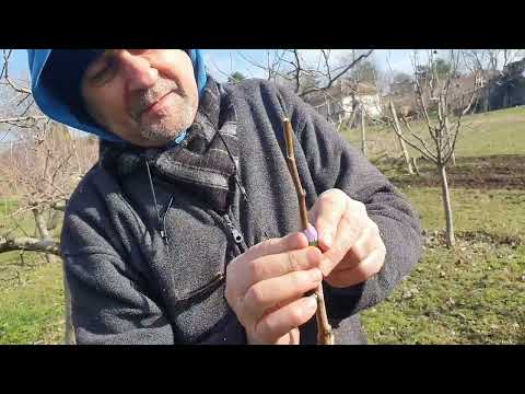 Видео: Grafting. Ашладисване на Разцеп. Ябълка, праскова, череша, круша.