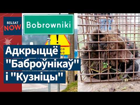 Видео: Польша открывает переходы с Беларусью. Медвежонок в Витебске. 20000 новых камер в Минске. Новости