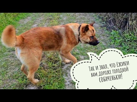 Видео: Выгнала Пряничное дерево из сада. Пёс Кубик не захотел в лес, а захотел есть ежа. История о фазане