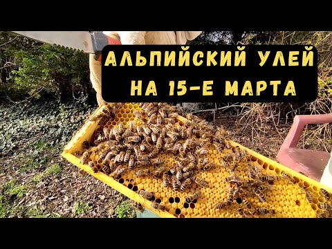 Видео: Альпийский улей, 15 марта, первое расширение.