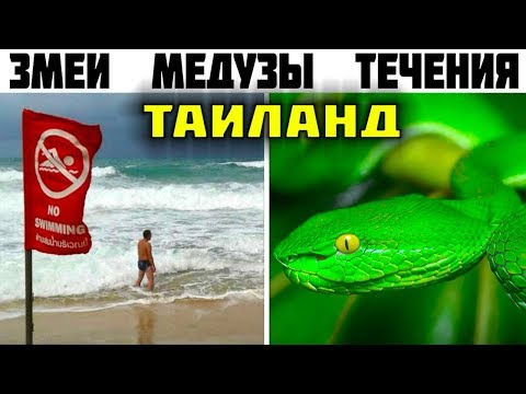 Видео: 10 Главных опасностей Таиланда, о которых туристу нужно знать!!