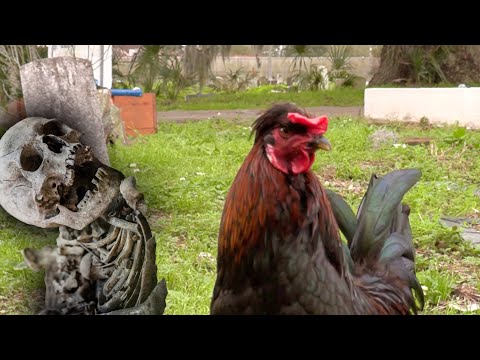 Видео: НАПАДЕНИЕ НА КРЕМАТОРИЙ! На кладбище Холт в Новом Орлеане. (Часть 26 путешествия).