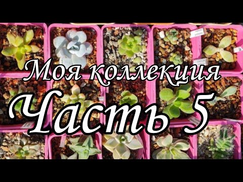 Видео: Обзор. Моя коллекция суккулентов (часть 5) #succulent