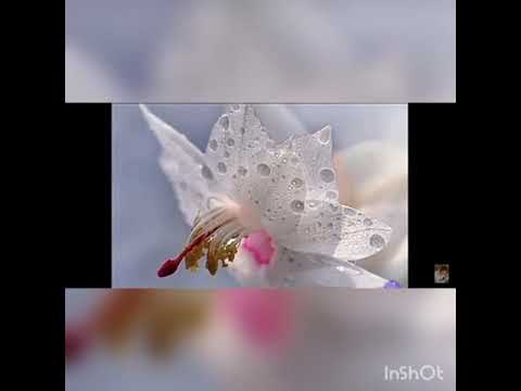 Видео: Бир улуштуулор классы. Лилия гулдуулор тукуму