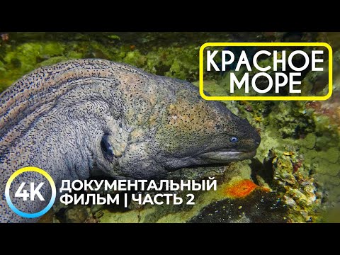 Видео: Подводные обитатели Красного моря - 4K Документальный фильм о глубоководных животных - Эпизод 2