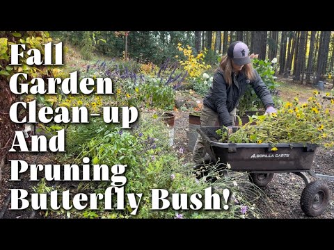 Видео: Осенняя уборка сада, удаление летних однолетников и обрезка кустов бабочек, чтобы они не падали