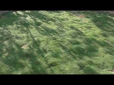 Видео: Полянка из мшанки.