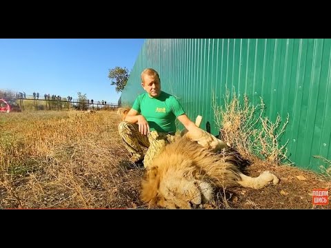 Видео: Как загорают СОЛНЕЧНЫЕ ЛЬВЫ Тайгана ! Лев Малыш любит лечиться !